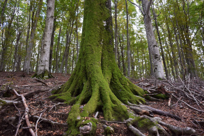 Rapporto PEFC: 881.068 ettari di foreste in Italia sono gestiti in modo sostenibile