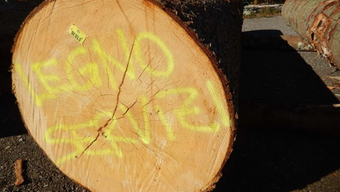 Legno Servizi: fondamentale per l’economia del bosco legno FVG la proroga regionale degli indennizzi per Vaia