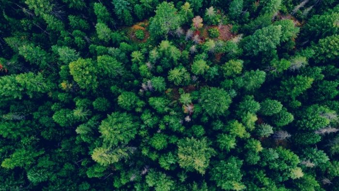 Legno Servizi presenta il suo primo gruppo di certificazione forestale FSC