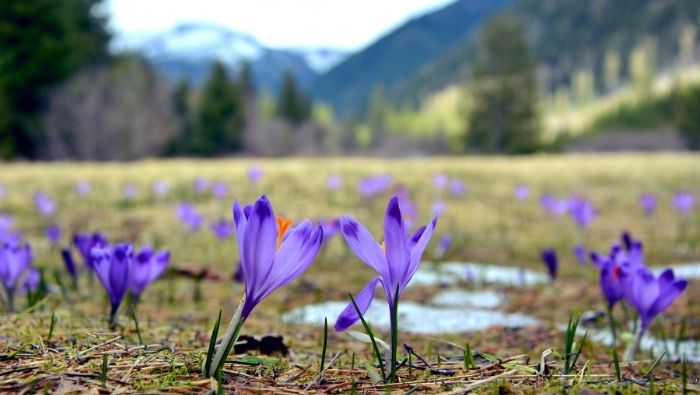 Legno Servizi vi augura Buona Pasqua