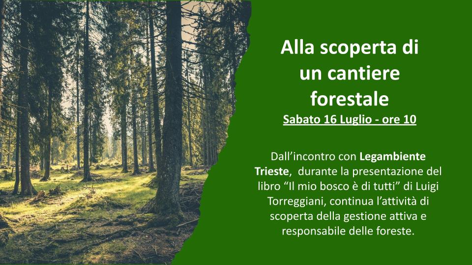 Alla Scoperta di un Cantiere Forestale