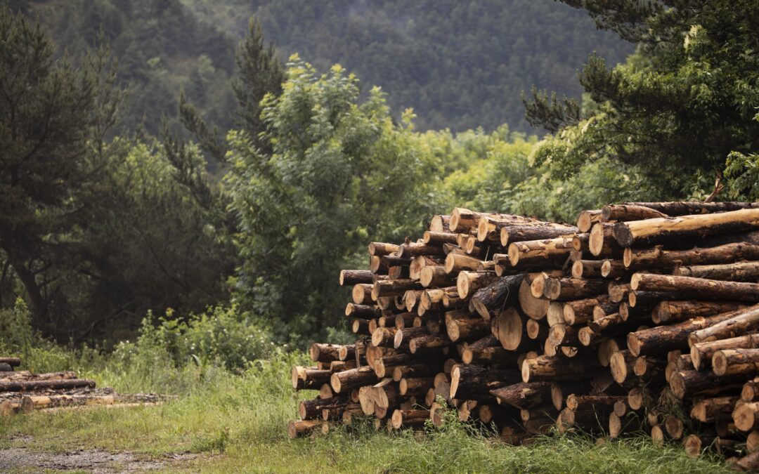 Al via la CERTIFICAZIONE anche per le FORESTE PRIVATE del FVG