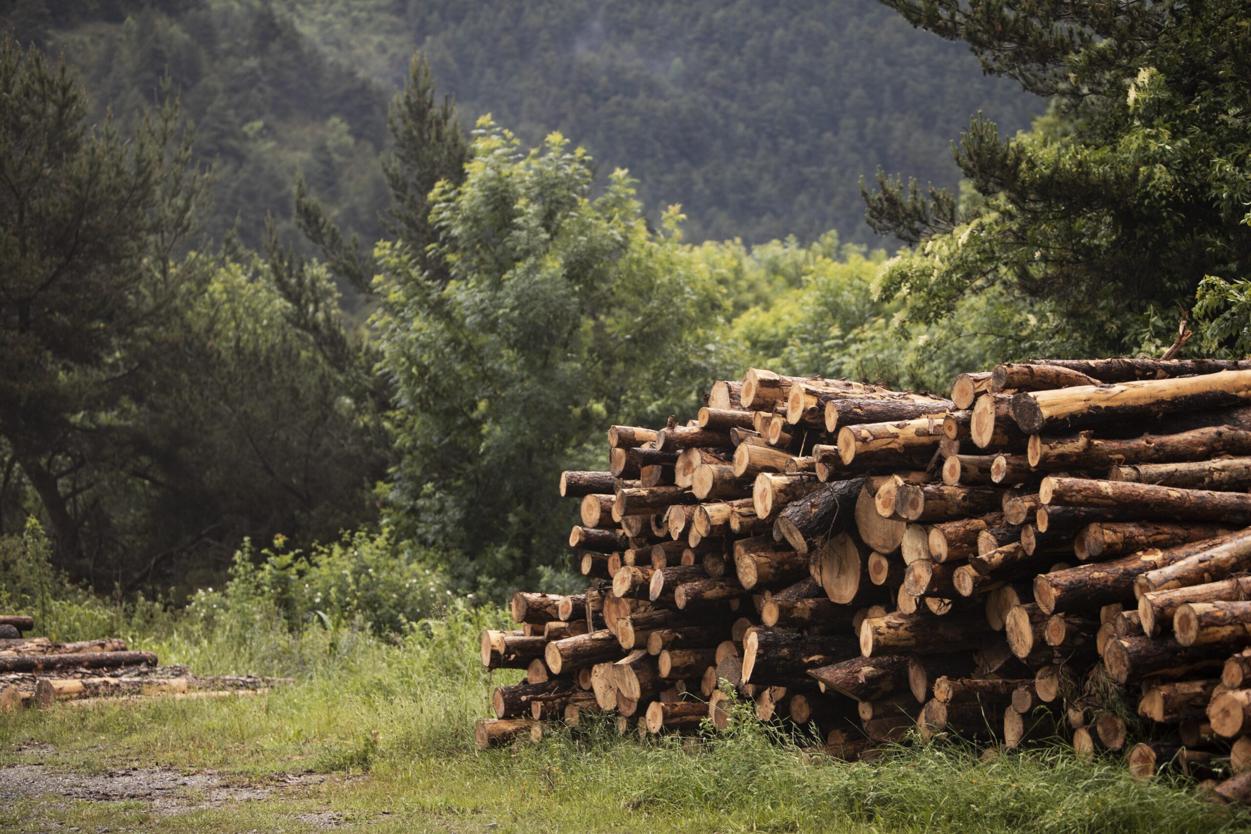 Al via la CERTIFICAZIONE anche per le FORESTE PRIVATE del FVG