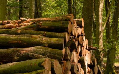 Aperte le adesioni al nuovo gruppo di certificazione FSC® e PEFC