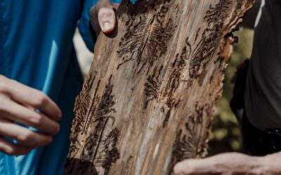 Bostrico tipografo: due appuntamenti per capire come stanno cambiando le nostre foreste