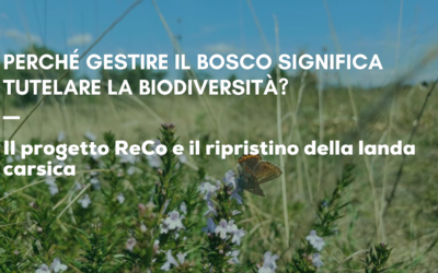Perché gestire il bosco significa tutelare la biodiversità? Gestione del territorio e progetto ReCo al centro dell’incontro di Trieste