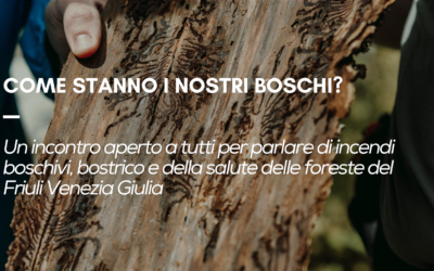Come stanno i nostri boschi? Un confronto aperto sulla salute delle foreste del Friuli Venezia Giulia