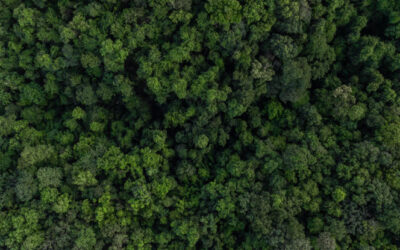 Al via il Contratto di Filiera Forestale tra Veneto e Friuli Venezia Giulia