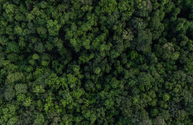 Al via il Contratto di Filiera Forestale tra Veneto e Friuli Venezia Giulia