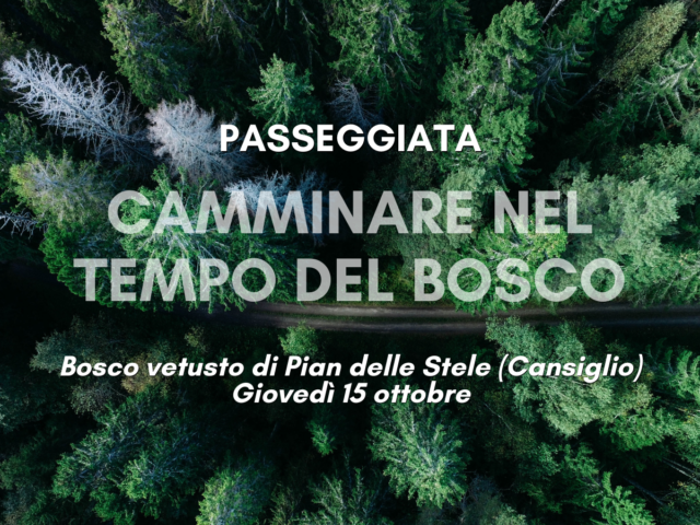 Camminare nel tempo del bosco: alla scoperta del bosco vetusto di Pian delle Stele